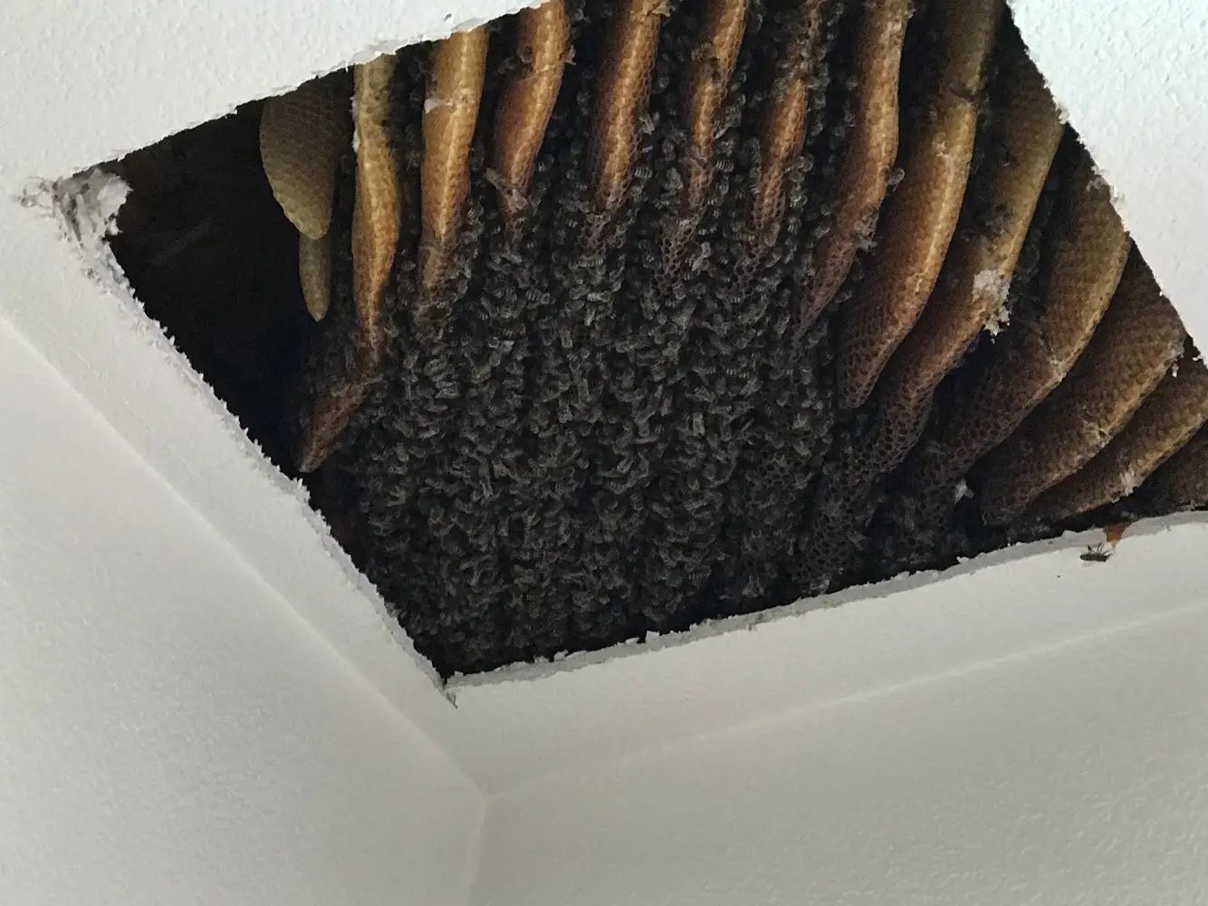 Bees in Ceiling